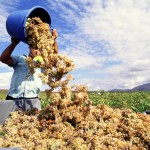 Melo-Minnella-Vendemmia-nel-marsalese