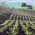 Melo-Minnella-Vigneti-Vallelunga