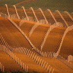 Melo-Minnella-Vigneti-di-nuovo-impianto-Sclafani-Bagni